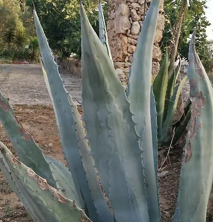 Tenuta La Siesta Gallipoli