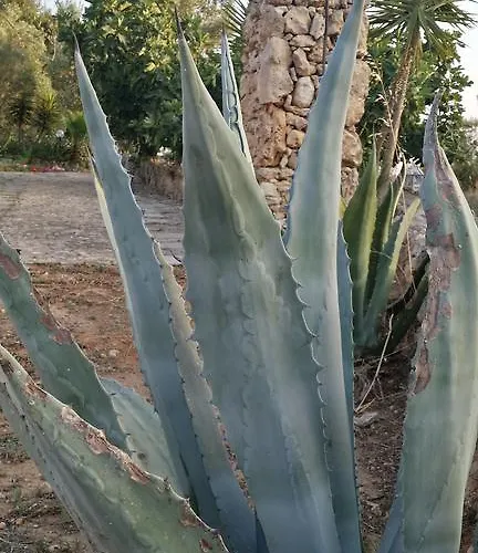 Tenuta La Siesta غالّيبولي